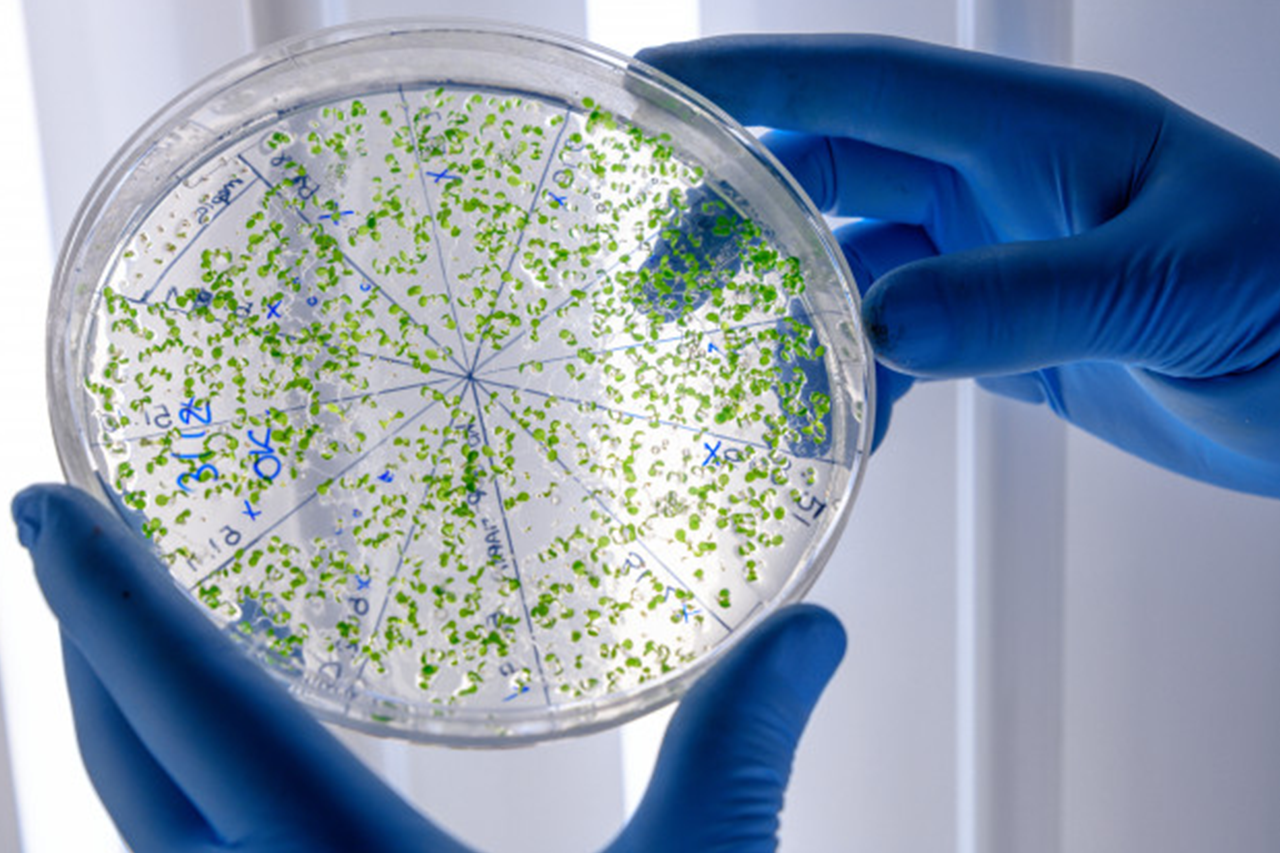 Everything About MSC Biotechnology